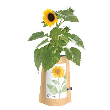 Garden in a Bag | Sunflower